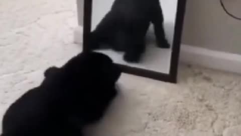 Adorable dog playing with mirror