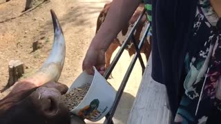 Feeding wild animals in Amish country Sugarcreek.