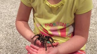 Young Girl Holds Tarantula