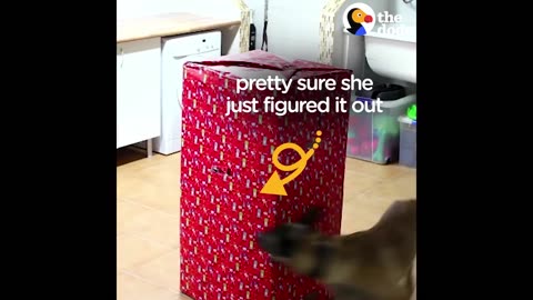 Dogs Open Best Christmas Present EVER | The Dodo