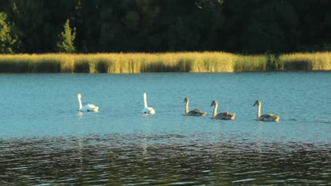 Swans in the Lake