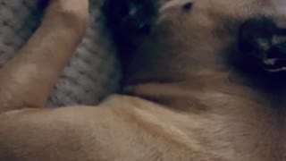 Dog dreaming while huffing and squealing