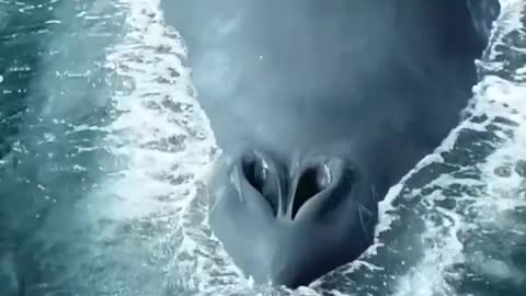 Did you know that the blue whale is responsible for the loudest sound in the world?