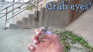 Crab Eyes In Galveston