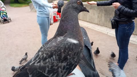 Pigeons eating from hand