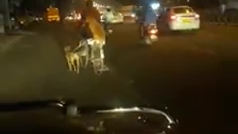 Man in India walks both his dogs to work on bicycle