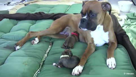 Dog gives birth to cute puppy at home AMAZING