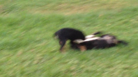 Two puppies do battle