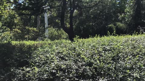 A pine tree stands in the middle of the flower bed