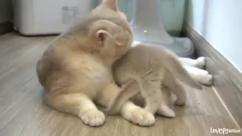 the way mother cat love there kitten