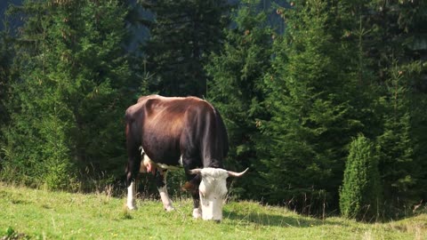 Cow grazing on mountain pasture in summer. Dairy cow at countryside
