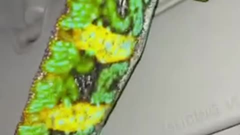 WILD CHAMELEONS FOUND IN FLORIDA _shorts (720P_HD)