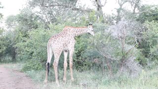 GIRAFA KRUGER PARK