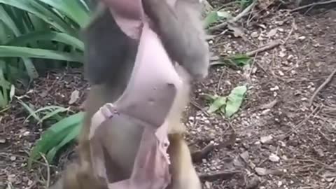 Monkey playing with bra || Monkey funny video