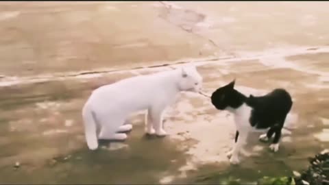 Funny Dogs Vs Cats Fights Compilation