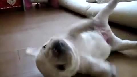 Video Funny dog ​​-Funny dog