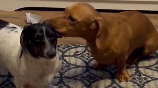 Doxie Pup Chews on His Sister's Ear