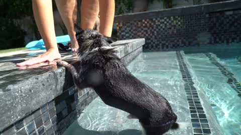 Teaching My Dogs How To Swim