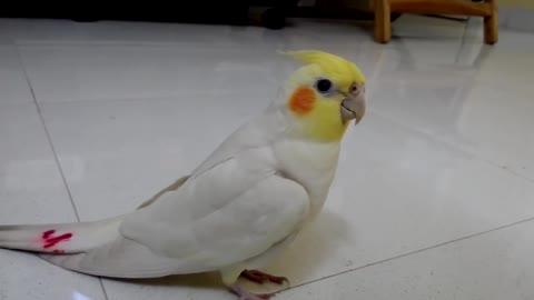 Cockatiel_Singing__training_video