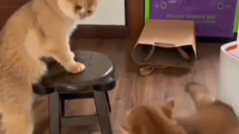 Wanna Fight? You can't beat me ! 🤣 | Funny Videos | CatLovers