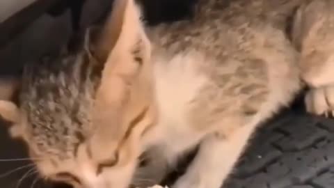 A cat fight is expected from the first moment of this viral video.