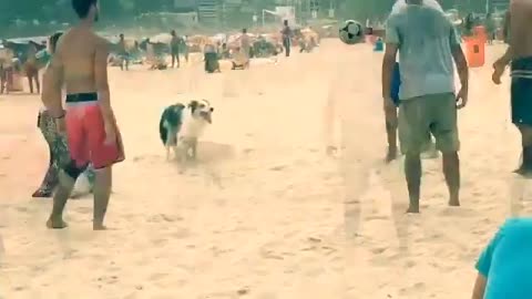 dog and man playing football