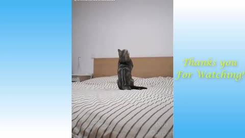 Cute Pets Are Awesome! - Cute Pets Doing Funny Things #4
