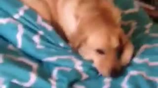 Dog Caught In Her Parents Bed