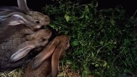 Rabbits eat spring quickly to satiate