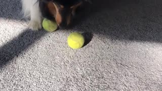 Large fluffy dog plays with two tennis balls