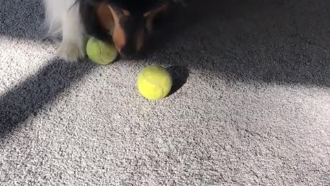 Large fluffy dog plays with two tennis balls