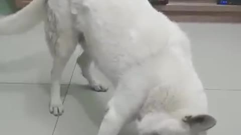 Border Collie and Swiss white shepherd fighting for a little ball