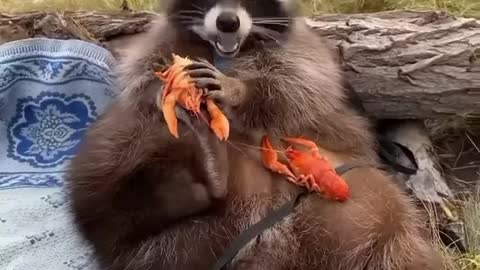 Fat Raccoon