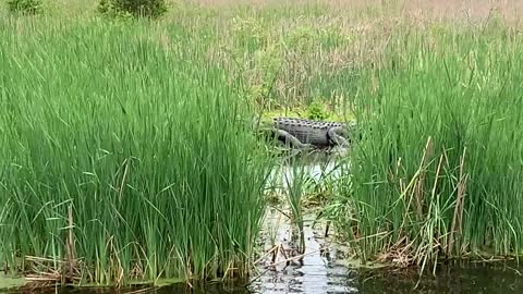 Scenes from the swamp at Magnolia Plantations and Gardens in Charleston SC