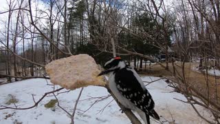 Downey Woodpecker