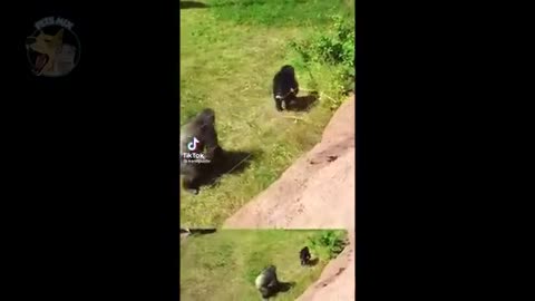 Funniest Monkeys Videos It Will Make you Laugh Again