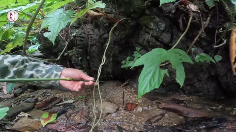 One day in the forest to catch rock crabs and unexpected results