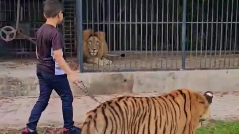 Naughty kid playing with big tigers 😱 | animals video | #lion #tigers #dogs