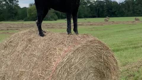 Poodle observes hayfield from atop one of the bales