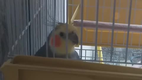 Kikico Cockatiel singing to her owner when she realizes she's being filmed!