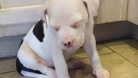 Cachorra con sueño se queda dormida sentada