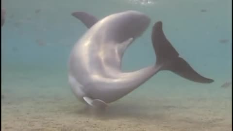 Dolphin birth