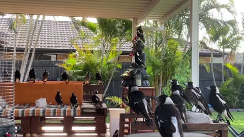 Flock of Magpies Make Themselves at Home
