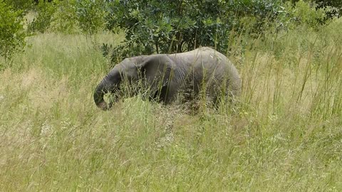 Angry baby elephant