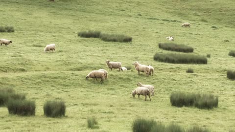 Grazing Sheep Along Grassy Hillside