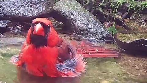 Bird amazing video 🐦🐦🐦🐦🐦🐦