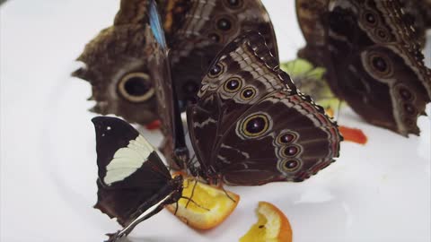 Close-up Video of a Butterfly