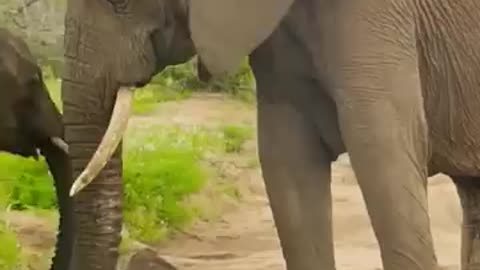 Funny video elephant kids enjoy babys like and follow request me