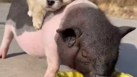 Cute dog with animal