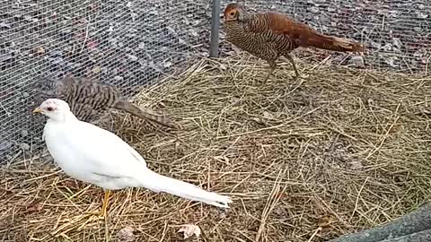Red, peach golden, and lady Amherst pheasant